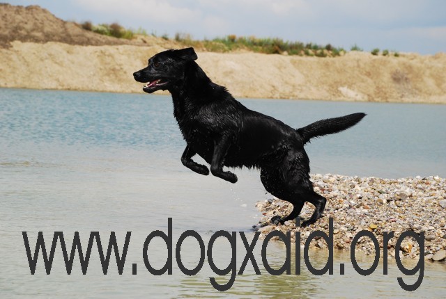 Schwarzer Labrador beim Absprung ins Wasser