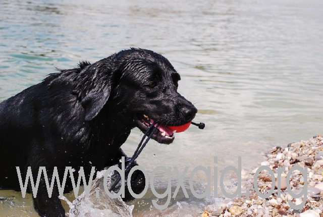 Labrador schwarz kommt mit rotem Ball aus dem Wasser