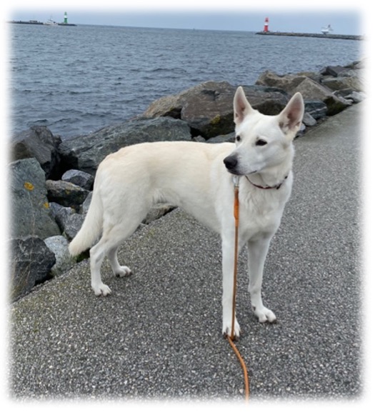 Der Weiße Schäferhund steht an einem Uferweg