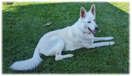 Greyson liegt im Gras und schaut seitlich nach vorne