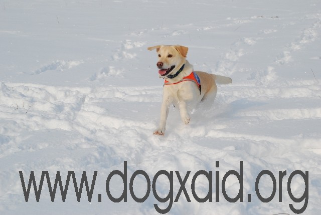 Gelber Führhund springt von rechts nach links durch den Schnee