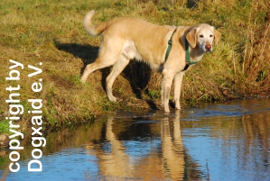 Senior am Bach mit Spiegelbild