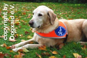 Quinto Blindenführhund im Ruhestand, Labrador, gelb