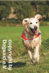 Gelber Labrador Führhund im Ruhestand
