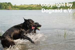 Zwei Hunde springen in Ufernähe