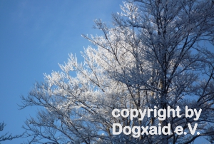 Verschneite Bäume gegen tiefblauen Winterhimmel