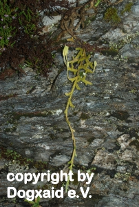 Bärlapp-Pflanze am regenfeuchten Felsen