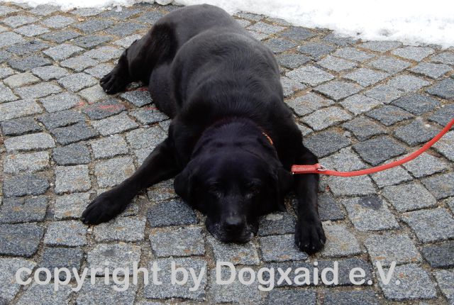 Führhundrentner gönnt sich eine kurze Pause