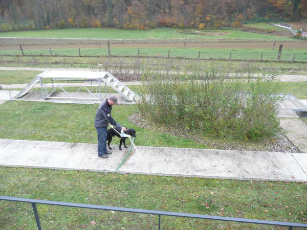 Hund im Führgeschirr führt eine Person über eine gerade Strecke