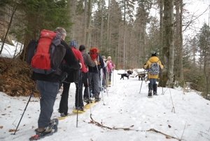 Bild 5: Komplette Truppe von hinten auf Schneeschuhen mit Stöcken zwischen Bäumen