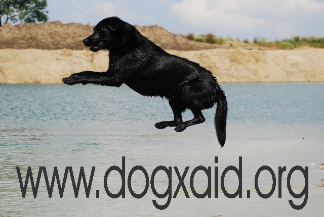 Schwarzer Labrador fliegt über dem Wasser