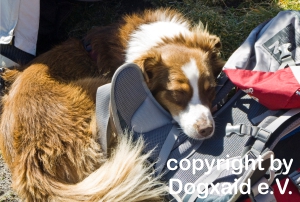 Bodyguard Leni auf einem roten Rucksack