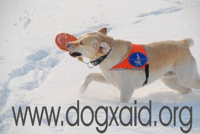 Gelber Führhund spielt mit einer orangen Frisbeescheibe