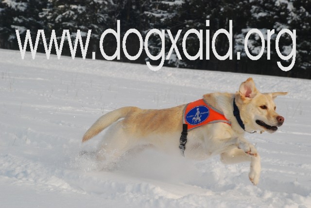 Gelber Führhund fliegt von links nach rechts über den Schnee