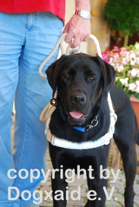 Oleg, schwarzer Labradorrüde