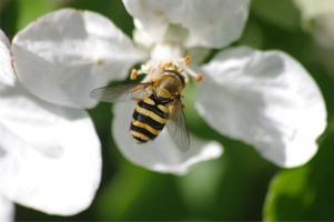 Biene in einer weißen Blüte