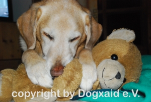 Quinto, Labrador Rüde gelb, Führhund im Ruhestand
