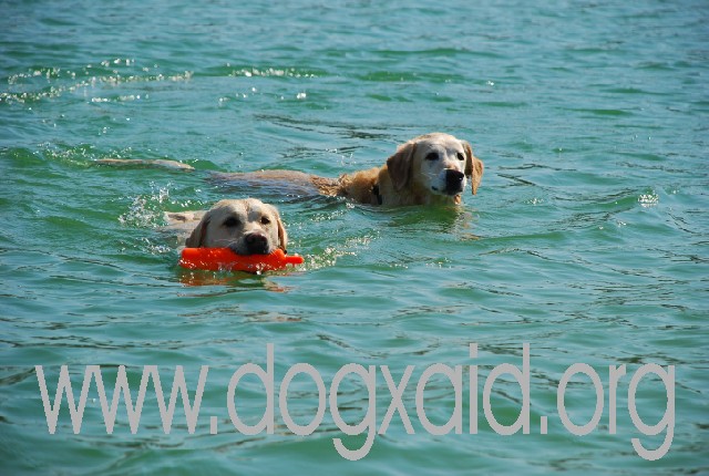 Zwei gelbe Führhunde schwimmen synchron