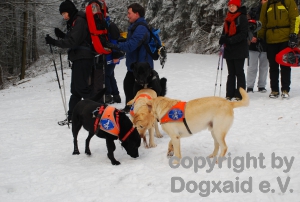 Drei Hunde schnuppern am Wegrand