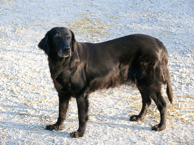 Toni, Flat Coated Retriever Hündin