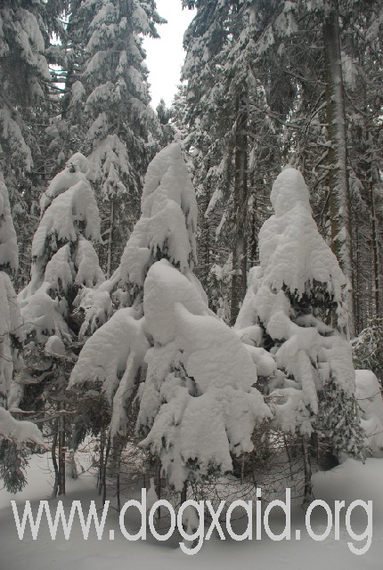 Tief verschneiter Winterwald