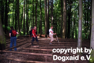 Labyrinth im Wald